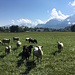 neugierige Schafe auf der Rheininsel