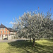 Obstblüte in St. Margrethen
