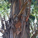 Eukalyptus beim Schälen