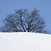 Kahler Baum und Schnee, Ende April.
