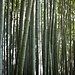 Im Arashiyama Bamboo Grove. Der Bambushain liegt am Westrand von Kyoto.