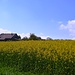 Rapsfeld und der Fäldhof