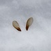Semi alati di abete rosso.<br />La nocciolaia ([http://www.scricciolo.com/eurosongs/Nucifraga.caryocatactes.wav  Nucifraga caryocatactes]) riesce a depositare e trasportare in una sacca all'interno della gola fino a 80 semi di abete.<br />In inverno la nocciolaia scava nella neve fino al 130 centimetri per raggiungere i depositi in cui ha custodito tali semi.