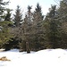 Schnee mit Reh (links im Wegverlauf durch den Baum zu sehen)