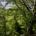Wunderschöner frühlingsgrüner Buchenwald
