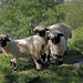29.04.17:noch weiden die  SN-Schafe  in Dorf-Nähe