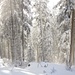Auch im Wald lieg genug Schnee zum Touren