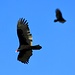 Turkey Vultures I<br />They are the predominant big birds in the sky here