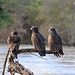 Turkey Vultures II