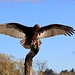 Turkey Vulture III
