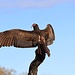 Turkey Vulture IV