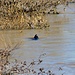 A big surprise for me: I saw a [https://en.wikipedia.org/wiki/California_sea_lion California Sea Lion] in the American River, pretty close to Fair Oaks. It was about 10 feet long. <br />I did not expect that these mammals swim this far upstream in fresh water. This place here is about 100 miles from the SF Bay!<br />Found out that it does not seem to be all that uncommon that the sea lions come and "visit" the Sacramento area.