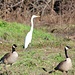 Two Canadian Geese together with a Great Egret, another bird which can be seen quite often in this area