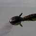 The western pond turtle likes the many ponds created by the tailings