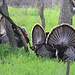 Wild Turkeys can be seen everywhere. Not just in the parks...