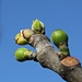 In March we usually see the first sings of the first harvest of figs