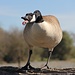 This Canada goose (Branta canadensis) didn't like me and had to hiss at me