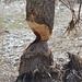 A clear sign of beaver activity