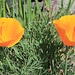 These plants are protected! Picking these flowers (and getting caught ;-) will result in a citation<br />California Poppy (Eschscholzia californica)