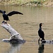 Cormorants are frequent visitors of the American River