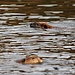 Two beavers playing in the river