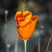 California's state flower:<br />California Poppy (Eschscholzia californica)<br />