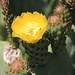 The blooming cactus (Opuntia, aka Prickly Pear) in spring ...