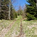 Ein kurzer Holzerstich führt zum höchsten Punkt des Krainsbergkogels
