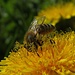 Wenn mal die Sonne scheint, müssen die Bienen fleißig Pollen sammeln / se il sole si fa vedere, le api devono raccogliere assiduamente le polline 