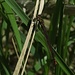  Frühe Adonisjungfer (Pyrrhosoma nymphula)