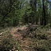 Radlstrecke im Wald des Sperrgebiets / Nel bosco della zona vietata