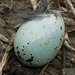 Zur Zeit findet man in den Wäldern oft Vogeleier / Al momento spesso si vedono delle uova degli uccelli nel bosco<br />Singdrossel? / Tordo bottaccio?