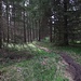 Pfad im Auenwald / sentiero nel bosco