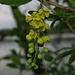 Gewöhnliche Berberitze, Berberis vulgaris