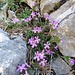 Leberbalsam (Erinus alpinus)