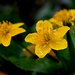 Bachbommele (Sumpfdotterblume)