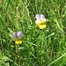Viola tricolor L.<br />Violaceae<br /><br />Viola del pensiero.<br />Pensée tricolore.<br />Gewöhnliches Feld-Stiefmütterchen.