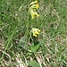 Primula veris L. s.str.<br />Primulaceae<br /><br />Primula odorosa.<br />Primevère du printemps.<br />Gewöhnliches Frühlings-Schlüsselblume.<br /><br />