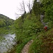 Wanderweg am Doubs, üppig und glitschig
