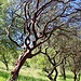 Manzanita Tree