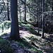 Der Abstieg vom Steckenbergkreuz verläuft im unteren Teil auf einem kleinen Grat mitten im dichten Wald