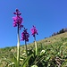 Überall spriessen die schönsten Alpenblumen