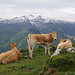 Am Gipfel hat sich eine Gruppe Kühe breit gemacht.