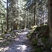 Hübscher Waldweg zum Pass Zwüschet Mythen