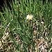 Bellis perennis L.<br />Asteraceae<br /><br />Pratolina comune.<br />Paquerette vivace.<br />Massliebchen.