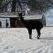 Exotische Tiere im Luzerner Hinterland.