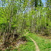 weg von der Straße, wieder in den Wald