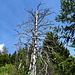 mitten im Grün ein abgestorbener Baum