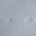 frische Spuren im Schnee, nur von welchem Tier?, kann mir da jemand einen Tip geben.<br />