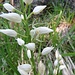 Langblättriges Waldvögelein (Cephalanthera longifolia)<br />Veränderliche Krabbenspinne (Misumena vatia), ♀